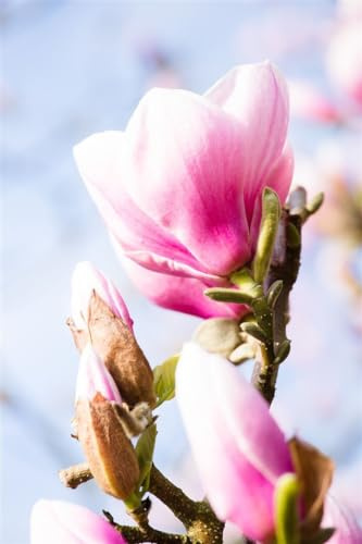 Magnolia 'Red Lucky' 60-80 cm – Winterhart, Mehrjährig, Pflegeleicht – Magnolie – Ziergehölz für Garten & Vorgarten