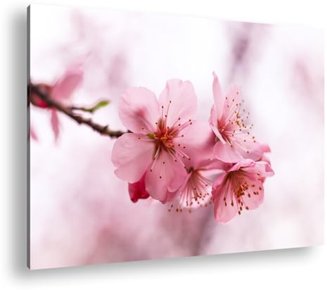 Zarte Kirschblüten tanzen im Wind – ein poetisches Bild von flüchtiger Schönheit. Format:90x60 cm als Leinwandbild, Motiv fertig gerahmt auf Echtholzrahmen, Hochwertiger Digitaldruck mit Rahmen