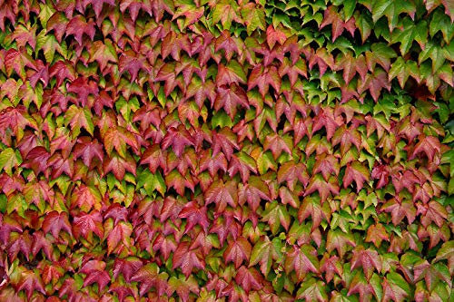 Portal Cool Boston Ivy - Parthenocissus tricuspidata - 50 Semi - arbusto rampicante -Ornamental