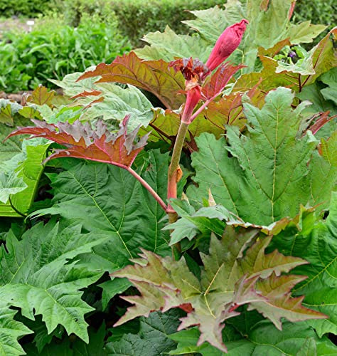 Rhabarber Canada Red - Rheum rhabarbarum - lebende Gartenpflanze aus den Baumschulen