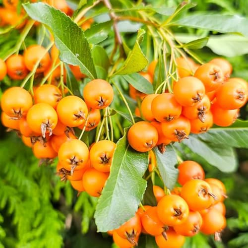 200 pz semi di firethorn dei, biologici antiche varietà colonnare fresco comprare da appartamento d'appartamento