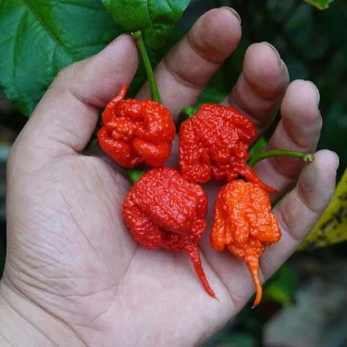 350 piezas semillas de carolina reaper Balcón huerto. silvestres, resistentes al exterior orgánicas cama