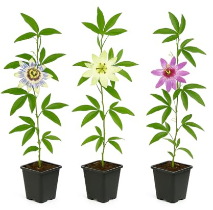 Exotenherz Kletterpflanzen - Passionsblume Passiflora Tricolor - 3er Set - 11cm Topf