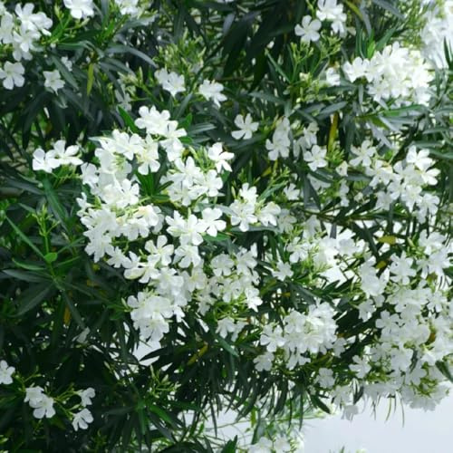 oleandro - semi di selvatici, autunnale ornamentali giardino balcone semi di coperto 16pcs
