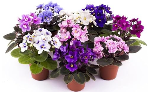 3 x African Violet Saintpaulia Flowering Random Colors Indoor Plants Mix Colours in 12cm pots
