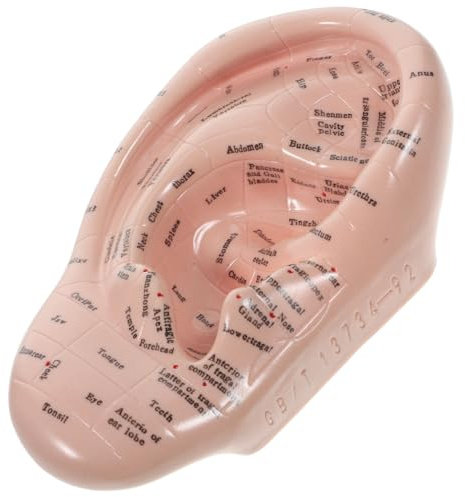DOITOOL Akupunktur Ohr Modell 17X10X3.5 Cm - Medizinisches Schulungsmaterial Mit Weicher Beschriftung Für Ohrakupunkturpunkte Und Chinesische Medizin Unterricht