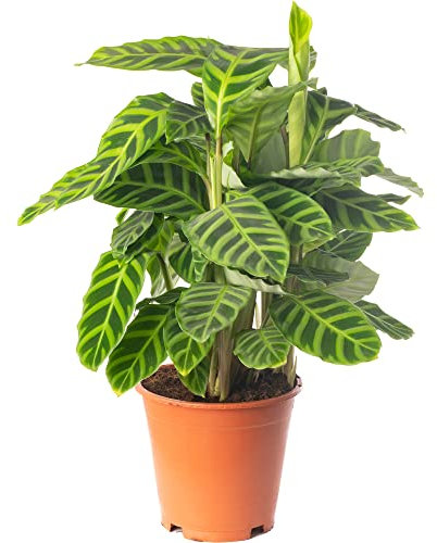 Calathea Zebrina Large Indoor House Plant Real Tropical Exotic Evergreen Plants (30-40cm (Incl. Pot))