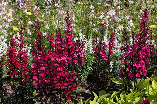 Flowering Plants, Lobelia Speciosa 'Starship Mixed', 12 x Full Plant Pack, Bedding Plants, Garden Ready, Hardy + Ready to Plant, Premium Quality Plants