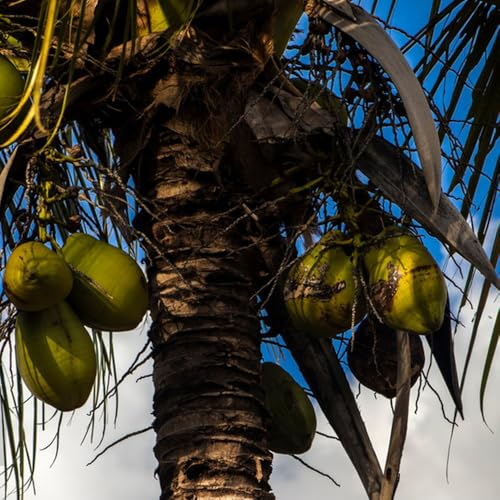 Semi di palma da cocco, verdi Cocos nucifera, comprare semi di resistenti da frutto 3pcs