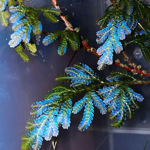 rose von jericho kaufen - hochbeet winterharte balkonpflanzen frühlingsblumen topfpflanze 7zwiebeln