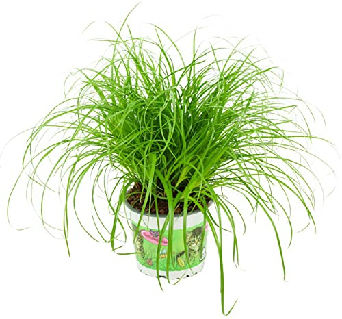 ZynesFlora Echtes Katzengras 1 Stück Cyperus Zumula Zyperngras - Ø 12 cm - Höhe: 25-30 cm - Essbares Pflanze für Katzen
