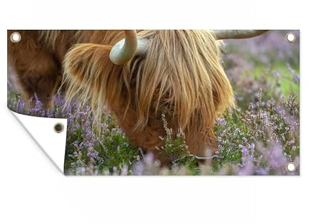 MuchoWow Outdoor-Poster Poster Wanddeko draußen Deko Garten Gartenposter 80x40 cm Schottischer Hochländer - Hörner - Heidekraut