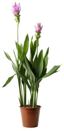 Curucuma o Azafrán Sagrado de la India Natural Una Planta Floral para tu Hogar