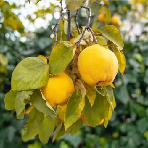 mela cotogna bonsái interni riverdimento tetti bonsái giardino rocce espaldera semi organici colonnari saporoso 50pcs