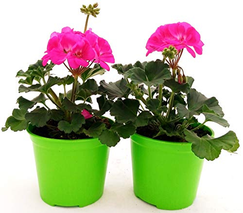 POWERS TO FLOWERS - GERANIO ZONALEHERCULES, PELARGONIUM, 2 PIANTE VASO 14, FUXIA, piante vere