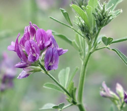 Lucerne Medicago Sativa Alfalfa Nitrogen Fixing Green Manure Rhizobium Coated Bulk Order 1kg