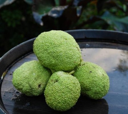 Graines de RWS Osage Orange Maclura Pomifera Longbow Build