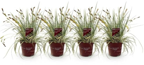 GreenboutiQ - Ziergräser - Carex oshimensis Evergold - Gelb & Grün - 4 Pflanzen - Immergrün - Wenig Pflege - Topf 17cm Höhe 50cm