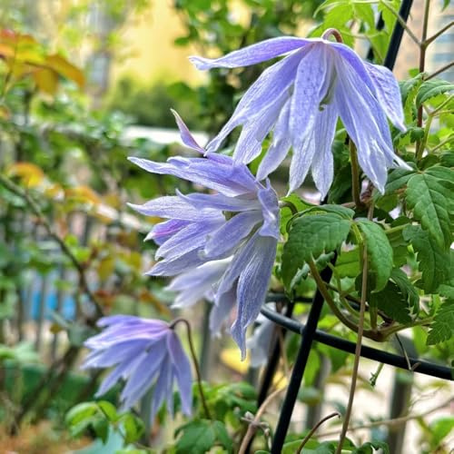 clematis wildblumen balkonblumen clematiszwiebeln blumenzwiebeln frühblüher herbstpflanzen winterhart blühend minigarten decoration balkon rhizome blumenwiese blumenzwiebel winterharte 1zwiebeln