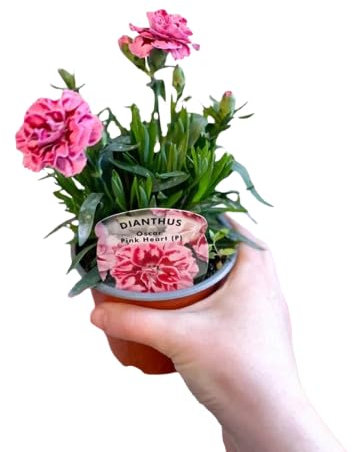 Clavel DECOALIVE Mix Color Clavel PREMIUM Mix Color