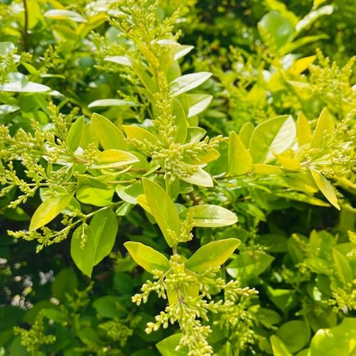 Semillas de seto de aligustre, verdes Ligustro lucidum - jardín de arbustos de balcón jardín de para lugares soleados exóticas 300pcs