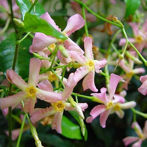 Sternjasmin 3er Set Rosa - Stern von Sizilien - Toskanischer Sternjasmin | 3 x Kletterpflanzen winterhart - 3 x 1,5 L Topf - Jasmin - 400cm hohe & 100cm breite Hecke möglich - 3 für den Preis von 2