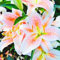 (Giglio Bulbi,Giglio Bulbi Asiatico,Lilium Bulbi Giganti)-Manutenzione Facile,Fiori Da Giardino-15bulbi-c