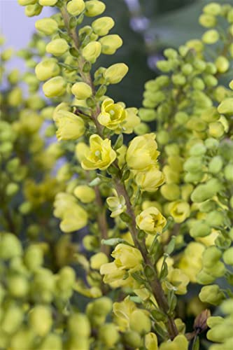 Mahonia media 'Winter Sun' 125-150 cm - Mahonie, leuchtend gelbe Blüten, Blütezeit November-März, winterhart, ideal für schattige Standorte, bienenfreundlich