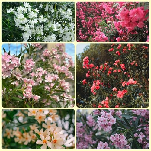 Semillas de adelfa - Las de jardín son perennes resistentes Adelfa Nerium - Las en son resistentes las trepadoras son resistentes 15pcs