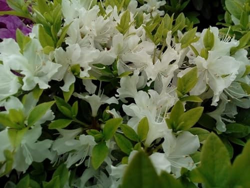 Japanische Azalee Patricia Barmold - Rhododendron obtusum - 20-25cm