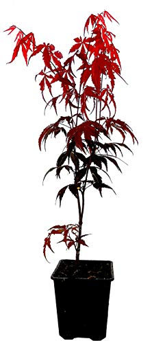 Seedeo® Roter Fächerahorn (Acer palmatum atropurpureum) ca. 30-40 cm hoch