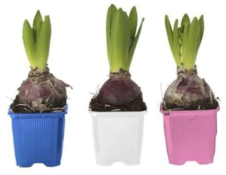 Bulbos de Jacintos para Jardín Pack de 3 Unidades Bulbos Hyacinthus