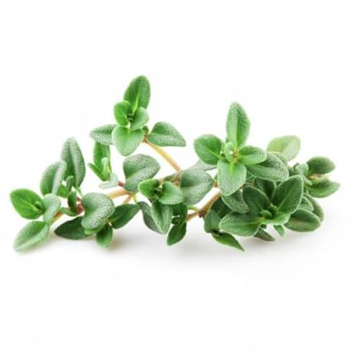 La zappa Semi di timo pianta aromatica per orto e giardino