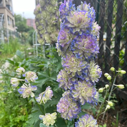 semi resistenti di delphinium esotiche, delphinium da esterno resistenti, primaverili per luoghi soleggiati, 90pcs
