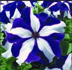 semillas de huerto familiar 100 Petunia semillas espejismo selección de varios colores 10