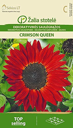 Seklos LT | SONNENBLUME CRIMSON QUEEN | Einjährig Pflanze | Blumensamen | Hohe Sonnenblumen passen gut an Zäunen entlang oder für einen Hintergrund | Pflanzensamen | 1 Pack