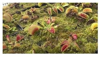 Stk - 3x Dionaea muscipula H52 Venusfliegenfalle Pflanzen - Samen B1244 - Seeds & Plants Shop by Ipsa
