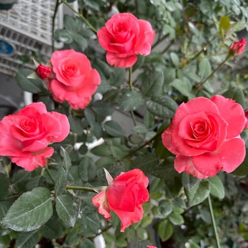 Semillas de rosal trepador, resistente y fragante decorativas, cortadas Macizo, exóticas en resistentes al aire 150pcs
