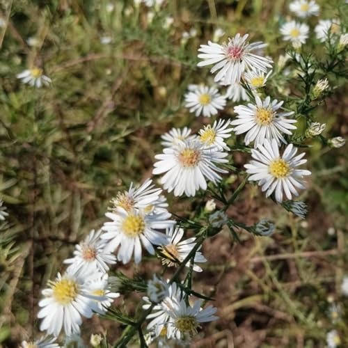 Aster giardino decorativo riverdimento tetti selvaggio, autunno, perenne interni esotici semi perenni balcone 65pcs
