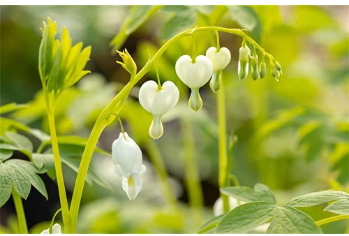 Dicentra spectabilis 'Alba' - Hohe Garten-Herzblume 'Alba' - 11cm Topf
