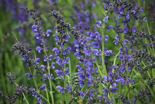 200 Samen Wiesensalbei Samen Salvia pratensis heimischer mehrjähriger winterharter Salbei Bienenfreundliche Salbei Pflanze