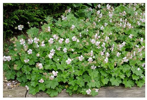 Stauden Gänge 1 x Geranium cantabrigiense 'Saint Ola' winterhart | Winterharter Bodendecker für Sonne bis Halbschatten, Blüte Mai bis Juli, mehrjährig, 9x9 cm Topf