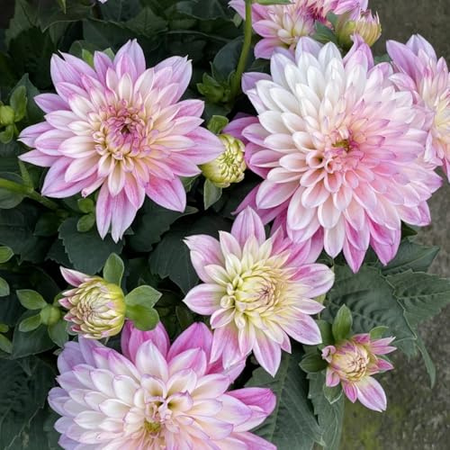 Dalias Tubérculos Hardy - Dalias Rizoma Adaptable a Climas Variados - Ideal para plantar -6Tubérculos-F