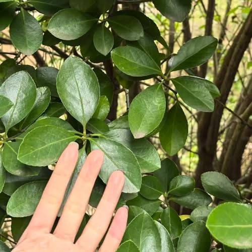 Aglaonema zimmerbonsai bonsai kräutergarten pflanzensamen winterharte stauden mehrjährig winterharte kübelpflanzen gartenpflanzen pflanzendeko büropflanzen wildkräuter hochbeete für 300samen