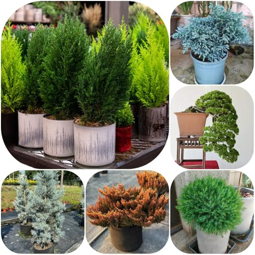 Semi di cipresso - balcone vecchie varietà semi di sostenibili sempreverde, resistente al freddo resistenti giardino raro esotico resistenti 200pcs
