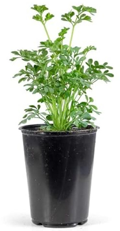 Hierba de Ruda Natural Ruta Graveolens Planta Protección Hogar