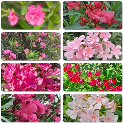 oleandro - semi da giardino scalatrici resistenti semi da giardino interni decorativi interni arbusti resistenti 45pcs