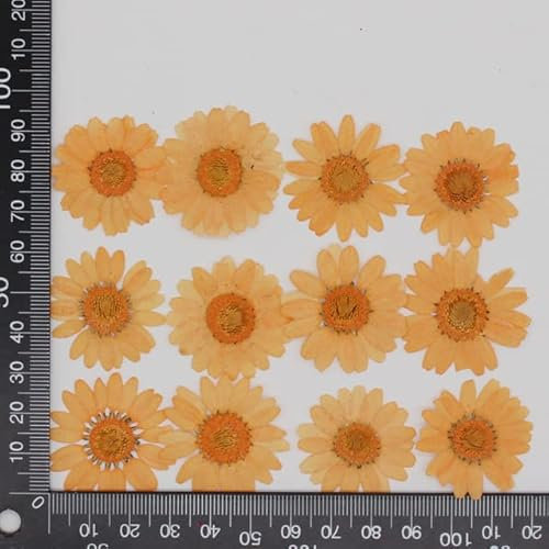 ZEYRU 250 Stück 2–4 cm gepresste getrocknete Chrysantheme Paludosum-Blume für Schmuck, Lesezeichen, Handyhülle, Postkarte, Einladungskarte, Kerze, DIY, Orange, 2,5–3,5 cm