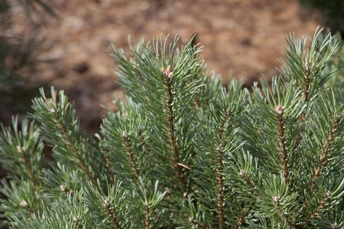 Waldkiefer Pinus sylvestris 80-100 cm Heckenpflanze immergrün winterhart | Sichtschutz, windschutzgeeignet, robust, sonniger Standort, schnittvertraeglich, langlebig, ideal fuer Gartenhecken