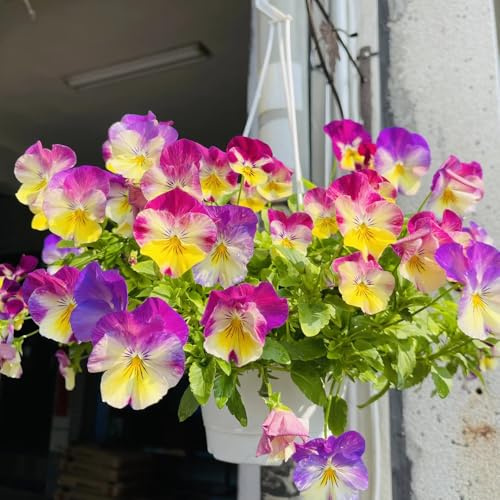 Semillas de pensamiento, raras silvestres Viola tricolor, orgánicas semillas de para exterior resistentes 600pcs